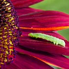 Raupe spaziert über Sonnenblume