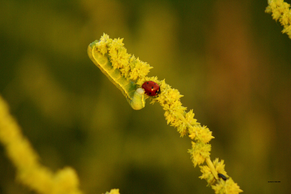 ...Raupe trifft Käfer