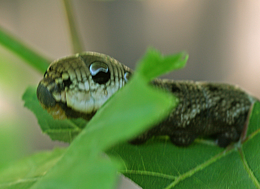 Raupe unbekannt