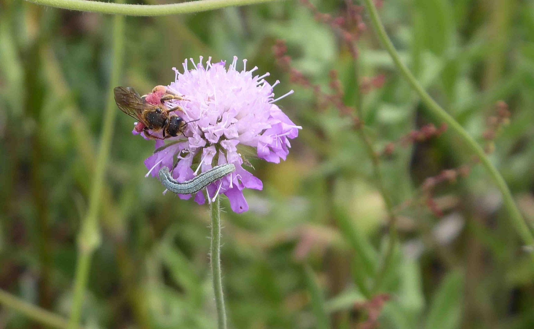 Raupe und Biene vereint 