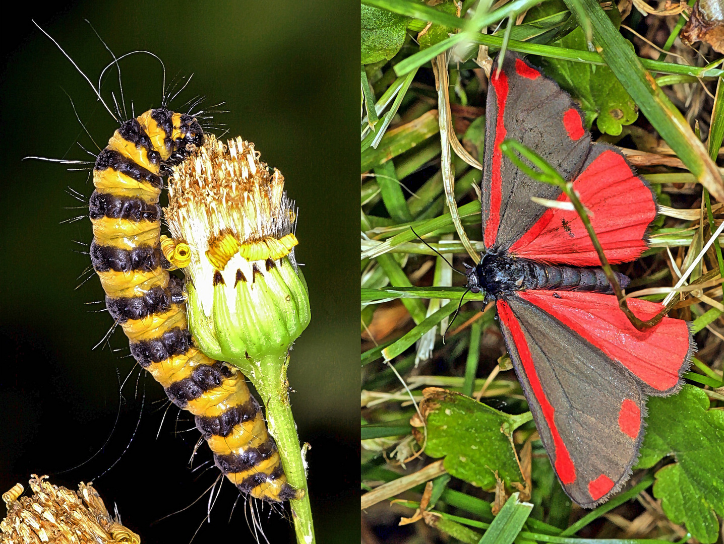 Raupe und Falter des Jakobskrautbär, Blutbär oder Karminbär - (Tyria jacobaeae)....