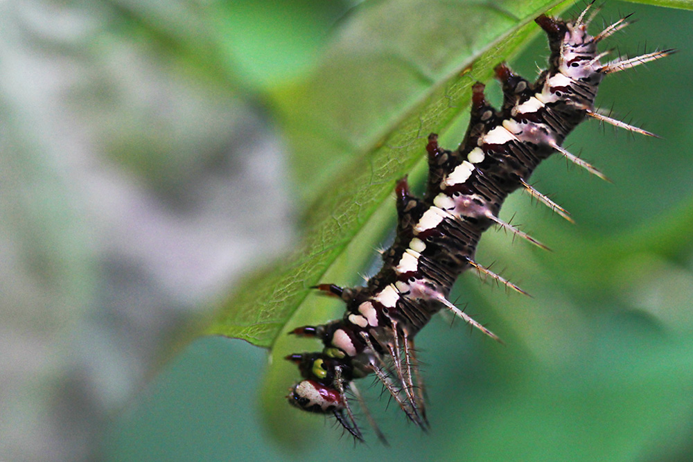 Raupe unterm Blatt