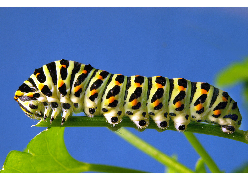 Raupe V Schwalben Schwanz 3 Foto Bild Tiere Wildlife Insekten Bilder Auf Fotocommunity