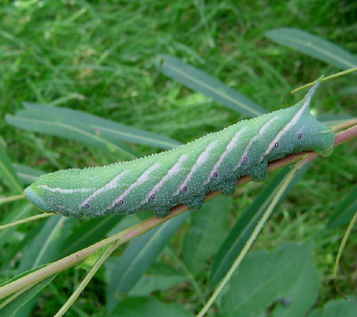 Raupe vom Abendpfauenauge (Smerinthus ocellata)