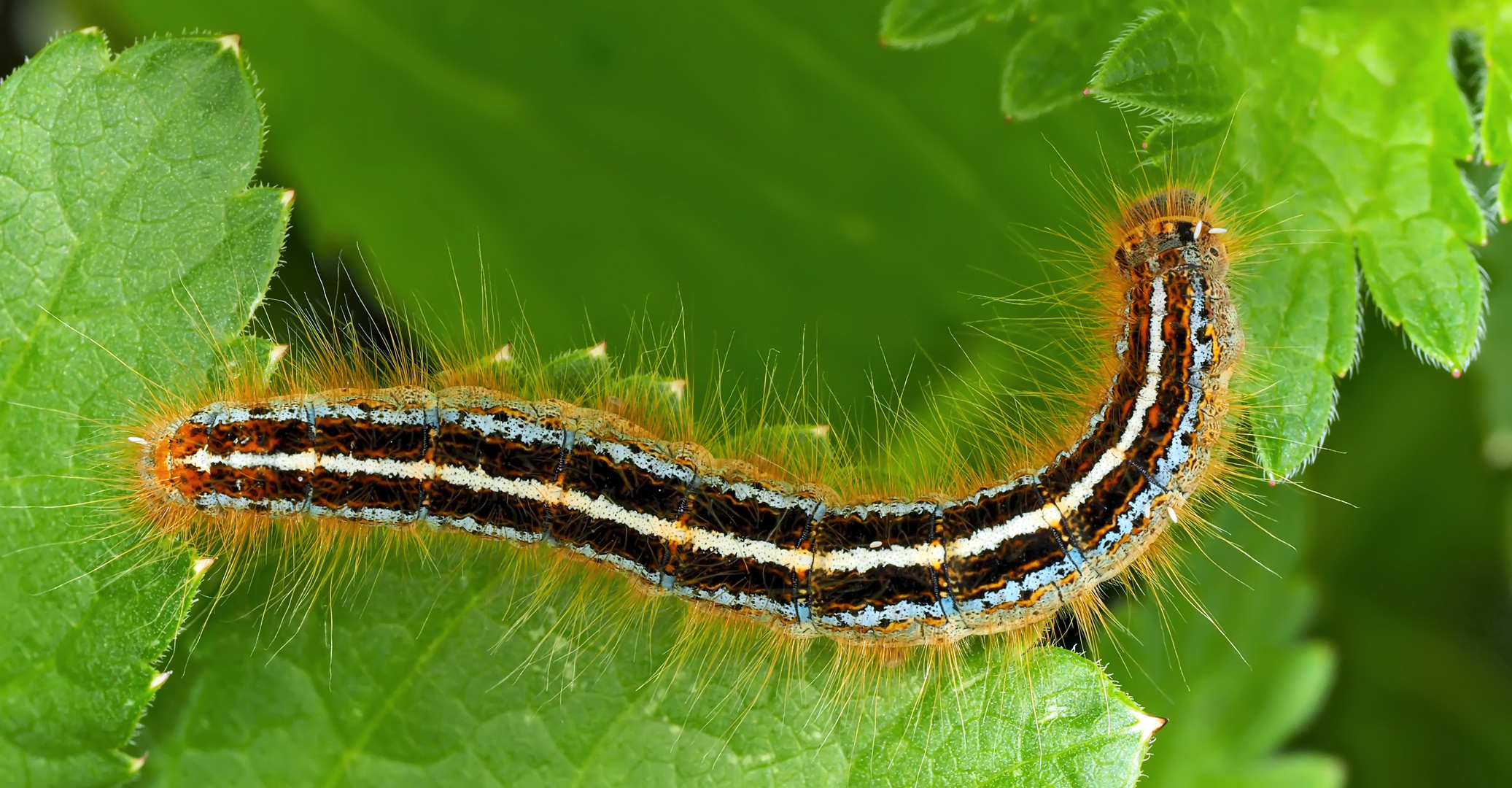 Raupe vom Alpen-Ringelspinner (Malacosoma alpicola) - Chenille de l'Alpine.