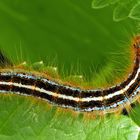 Raupe vom Alpen-Ringelspinner (Malacosoma alpicola) - Chenille de l'Alpine.