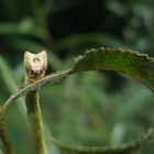 Raupe vom Birkenspanner (Biston betularia)