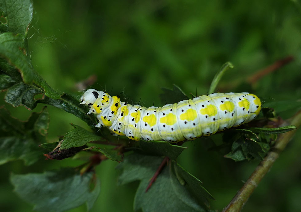 Raupe vom Blaukopf