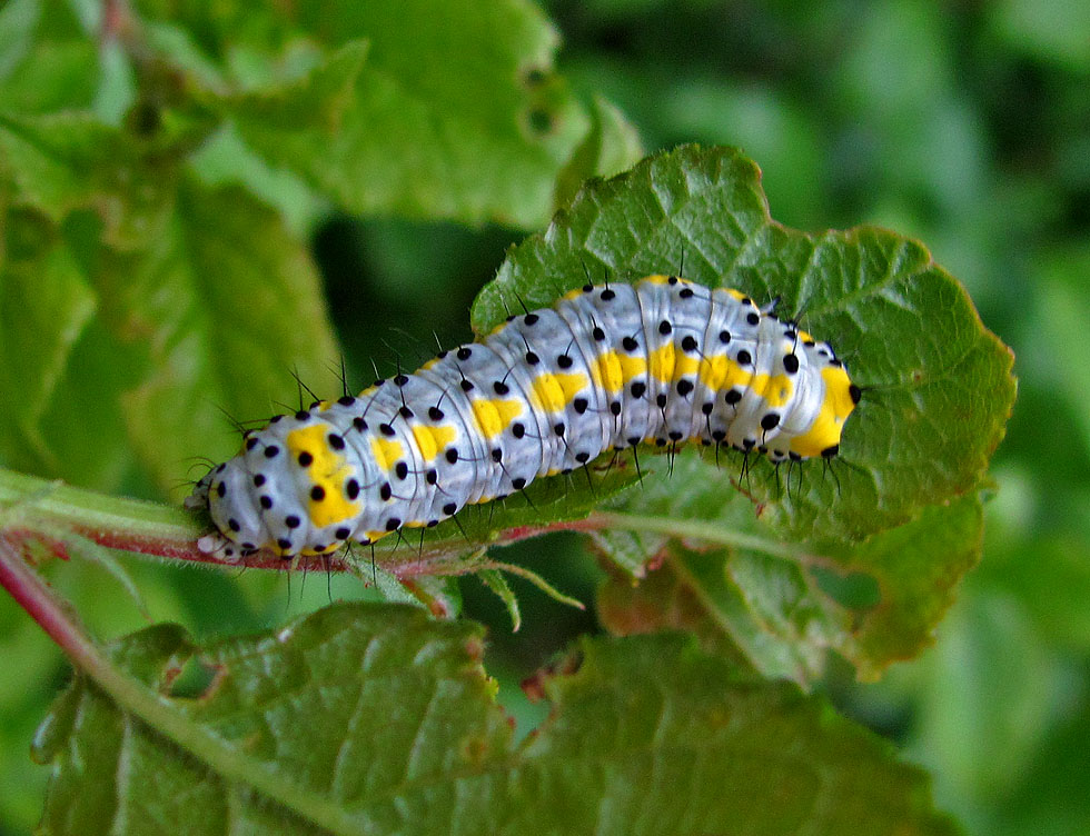 Raupe vom Blaukopf