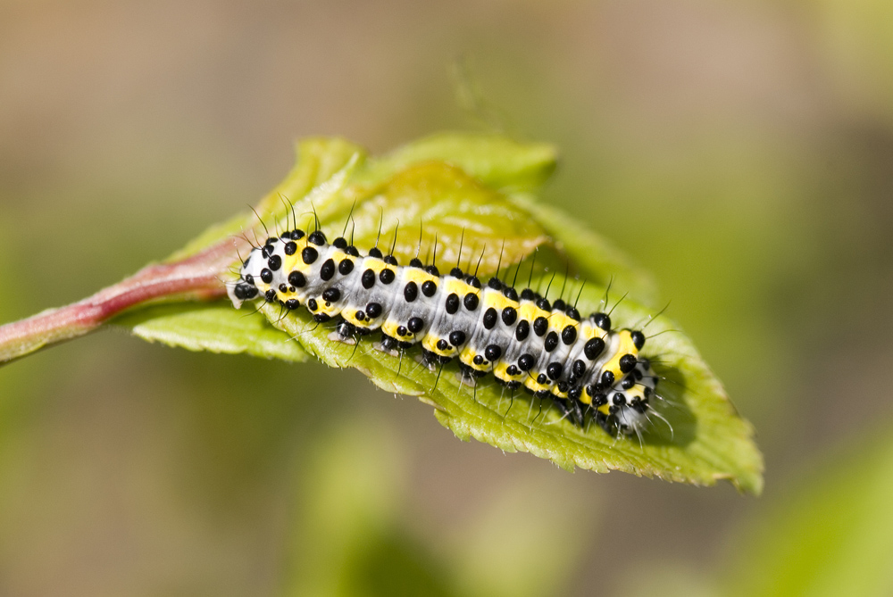 Raupe vom Blaukopf (Diloba caeruleocepala)