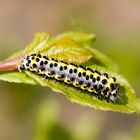 Raupe vom Blaukopf (Diloba caeruleocepala)