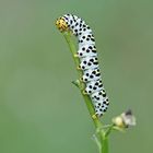 Raupe vom Braunwurz-Mönch (Cucullia scrophulariae)