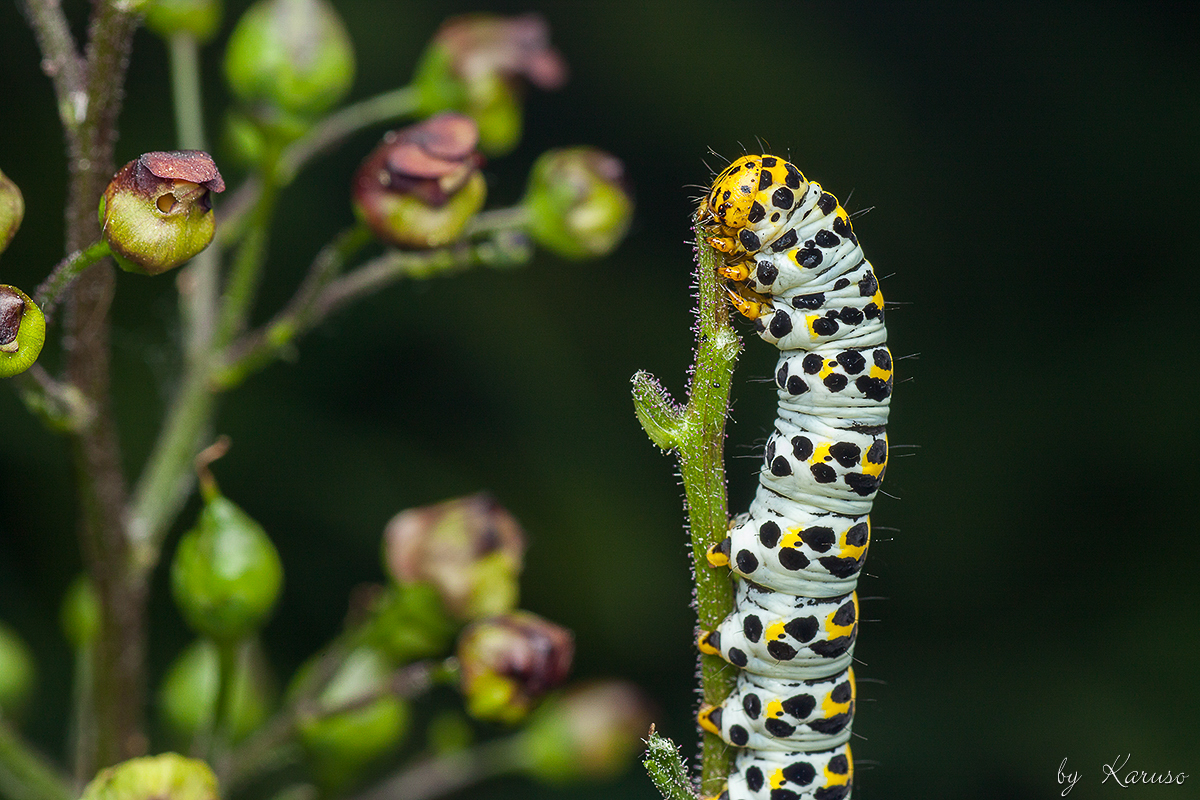 Raupe vom Braunwurz-Mönch (Shargacucullia scrophulariae)