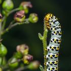 Raupe vom Braunwurz-Mönch (Shargacucullia scrophulariae)