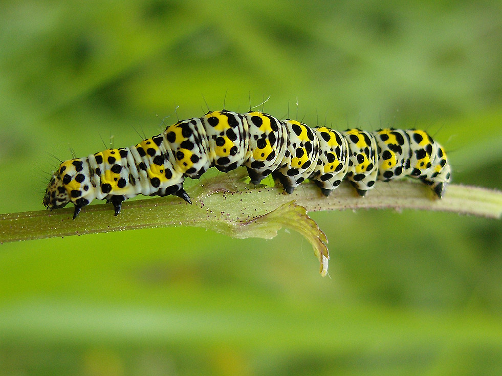 Raupe vom Braunwurzmönch