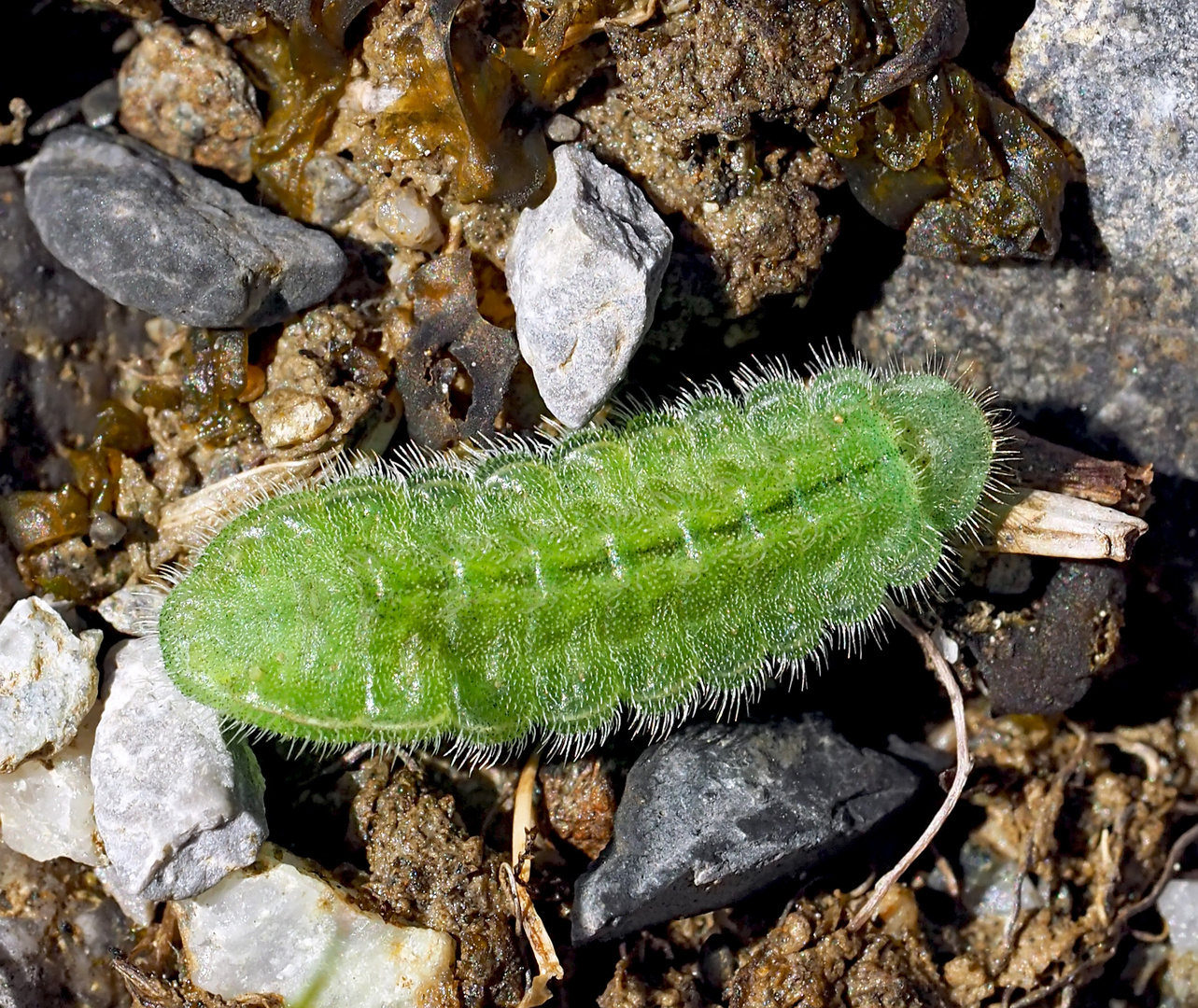 Raupe vom Brombeerzipfelfalter (Callophrys rubi) 