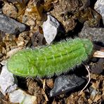 Raupe vom Brombeerzipfelfalter (Callophrys rubi) 