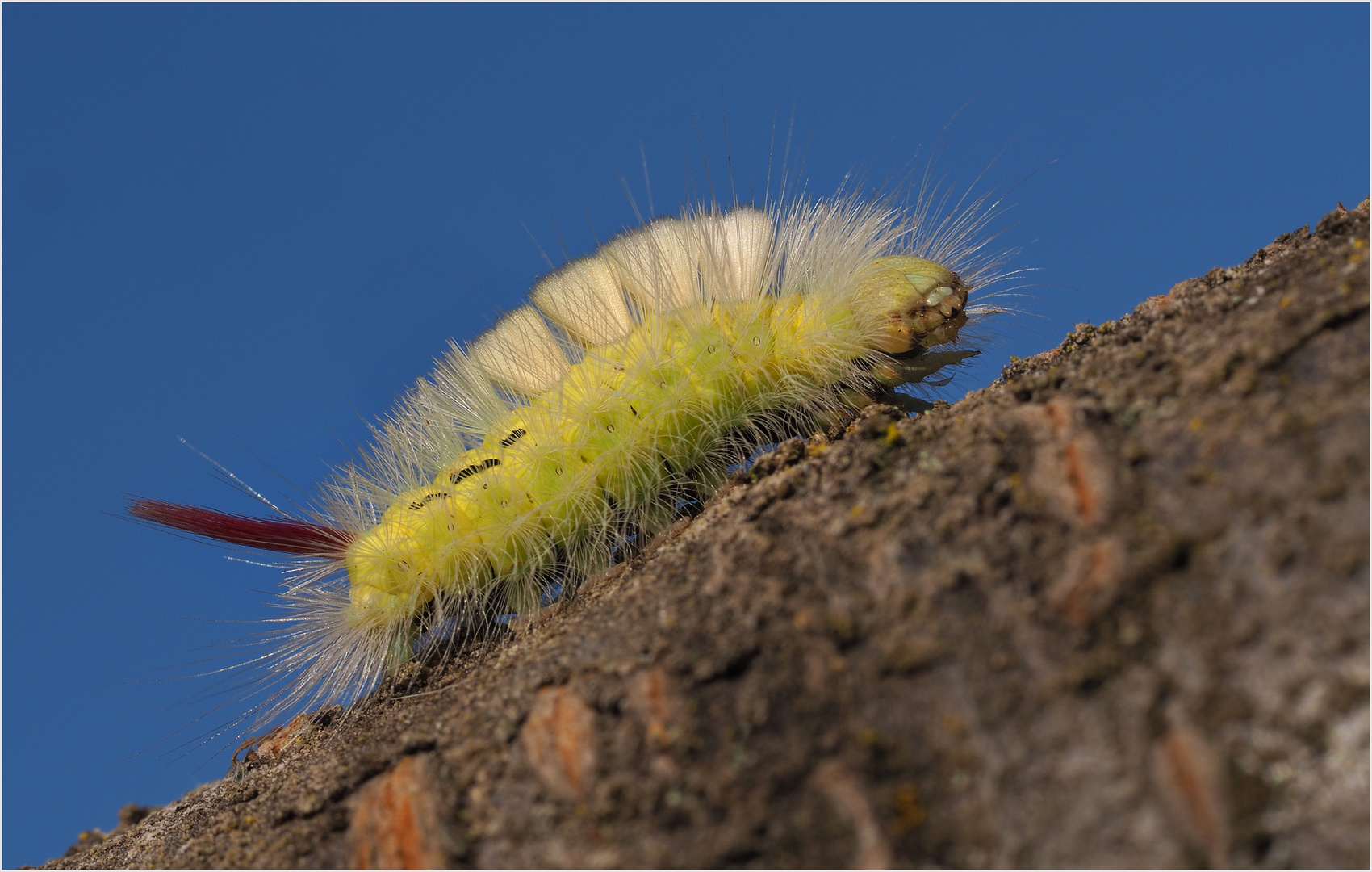 Raupe vom Buchen-Streckfuss