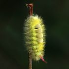 Raupe vom Buchen-Streckfuß (Calliteara pudibunda)