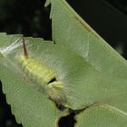 Raupe vom Buchen-Streckfuß (Calliteara pudibunda)