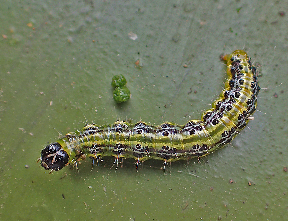 Raupe vom Buchsbaumzünsler Foto & Bild | raupen, natur, tiere Bilder