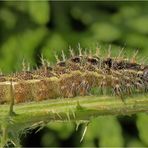 Raupe vom Distelfalter, Vanessa cardui