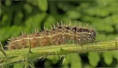 Raupe vom Distelfalter, Vanessa cardui