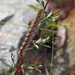 Raupe vom Eichenspinner (Lasiocampa quercus) - Chenille du Bombyx du chêne.