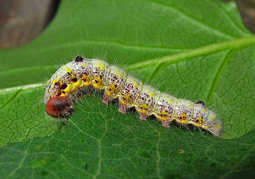 Raupe vom Erpelschwanz