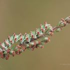 Raupe vom Feldbeifuß-Mönch (Cucullia artemisiae)