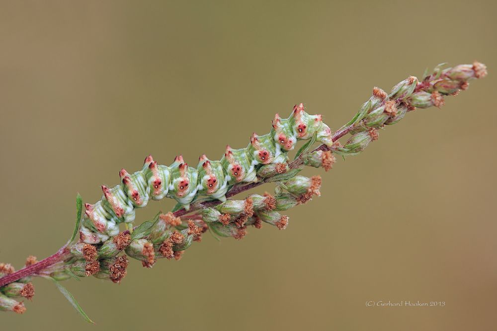 Raupe vom Feldbeifuß-Mönch (Cucullia artemisiae)