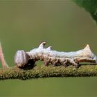 Raupe vom Gelbbraunen Zahnspinner(?)