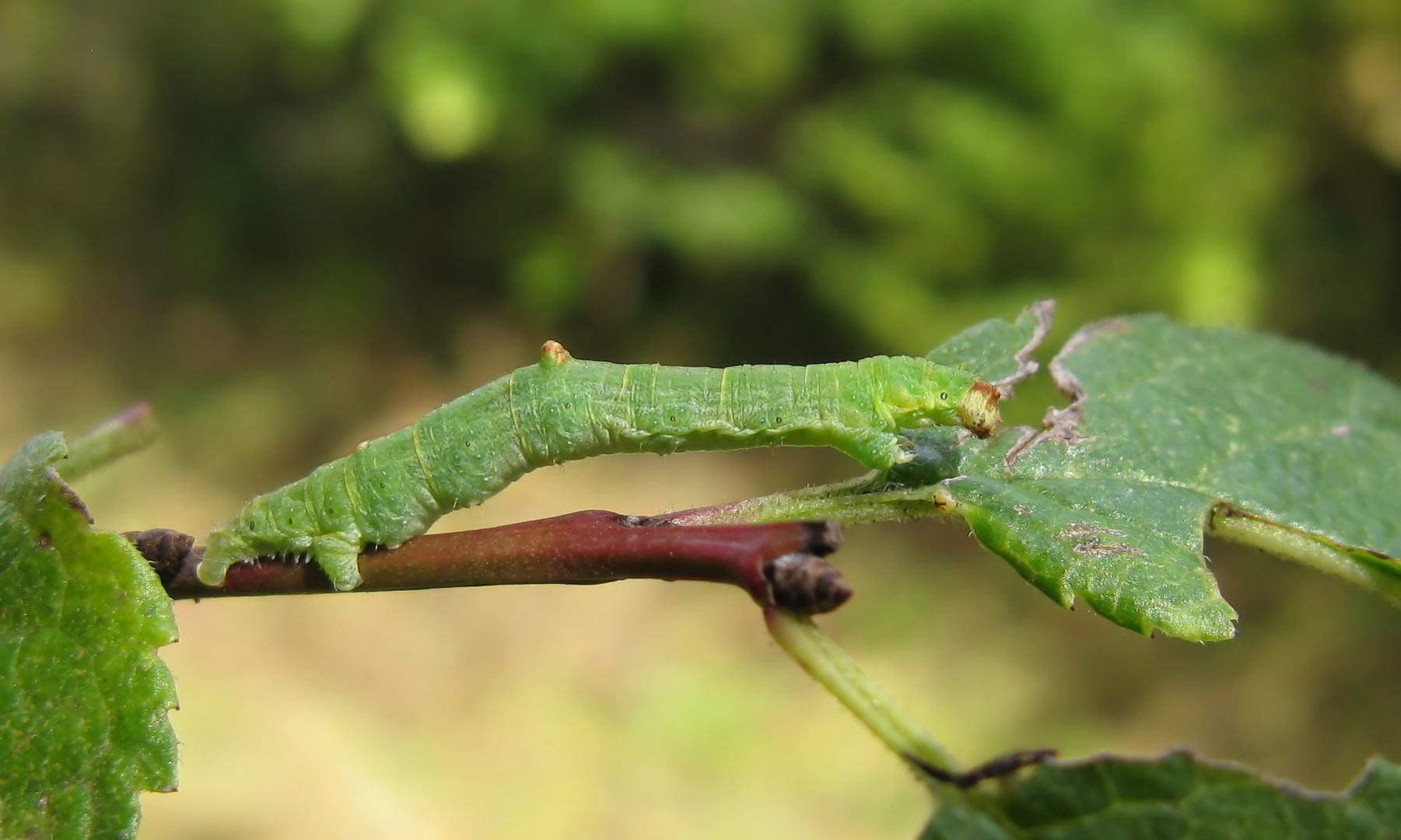 Raupe vom Gelbspanner (Opisthograptis luteolata)