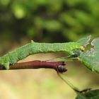 Raupe vom Gelbspanner (Opisthograptis luteolata)