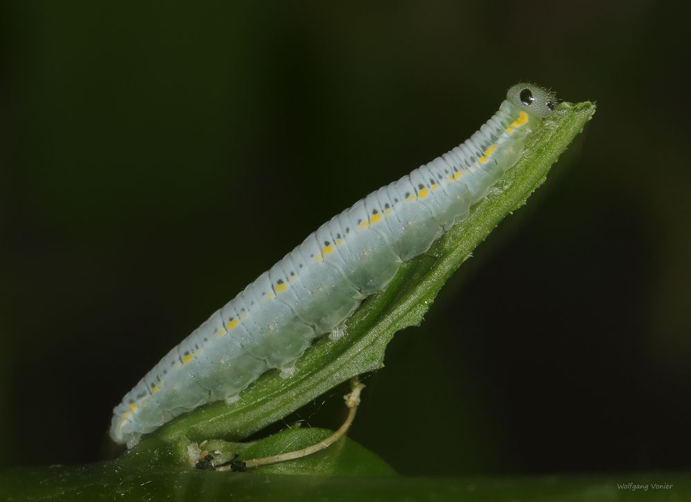 Raupe vom Glasschmetterling The Glass Wing Greta Oto