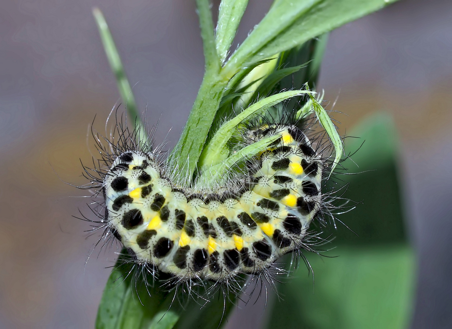 Raupe vom Grossen Fünffleck-Widderchen (Zygaena lonicerae) - Chenille de la Zygène des bois.