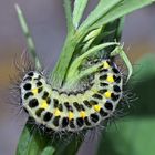 Raupe vom Grossen Fünffleck-Widderchen (Zygaena lonicerae) - Chenille de la Zygène des bois.