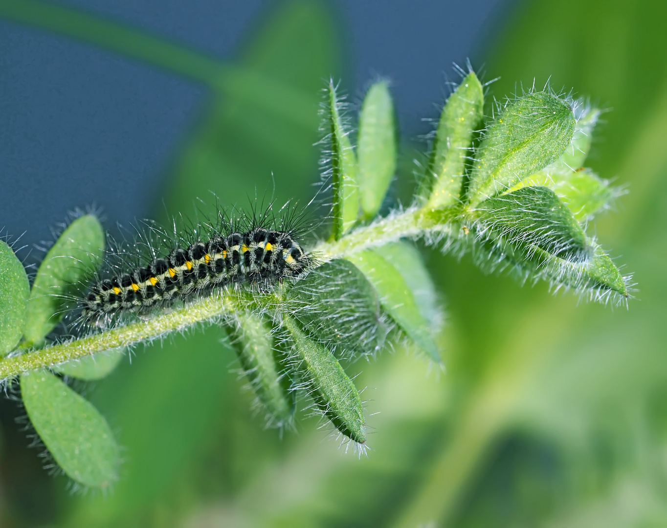 Raupe vom Großen Fünffleck-Widderchen (Zygaena lonicerae) - La chenille de la Zygène des bois. 