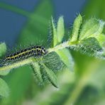 Raupe vom Großen Fünffleck-Widderchen (Zygaena lonicerae) - La chenille de la Zygène des bois. 