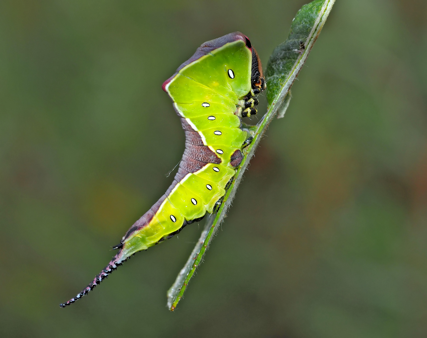 Raupe vom Grossen Gabelschwanz (Cerura erminea) - La belle chenille de l'Hermine. 