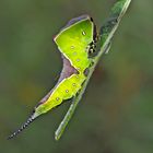 Raupe vom Grossen Gabelschwanz (Cerura erminea) - La belle chenille de l'Hermine. 