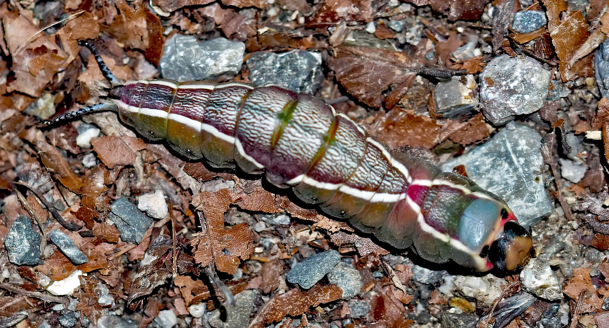 Raupe vom Grossen Gabelschwanz (Cerura vinula) *