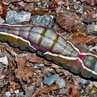 Raupe vom Grossen Gabelschwanz (Cerura vinula) *