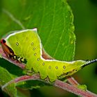 Raupe vom Grossen Gabelschwanz (Cerura vinula) - Chenille de l'Hermine.