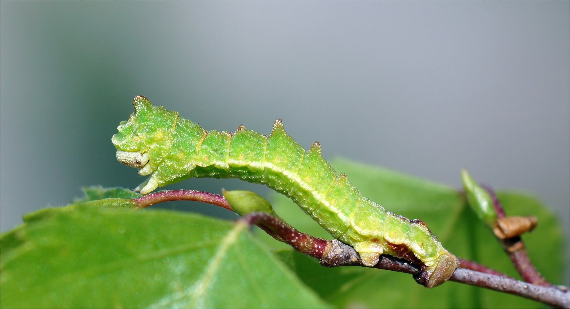 Raupe vom Grünen Blatt