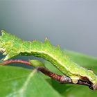 Raupe vom Grünen Blatt