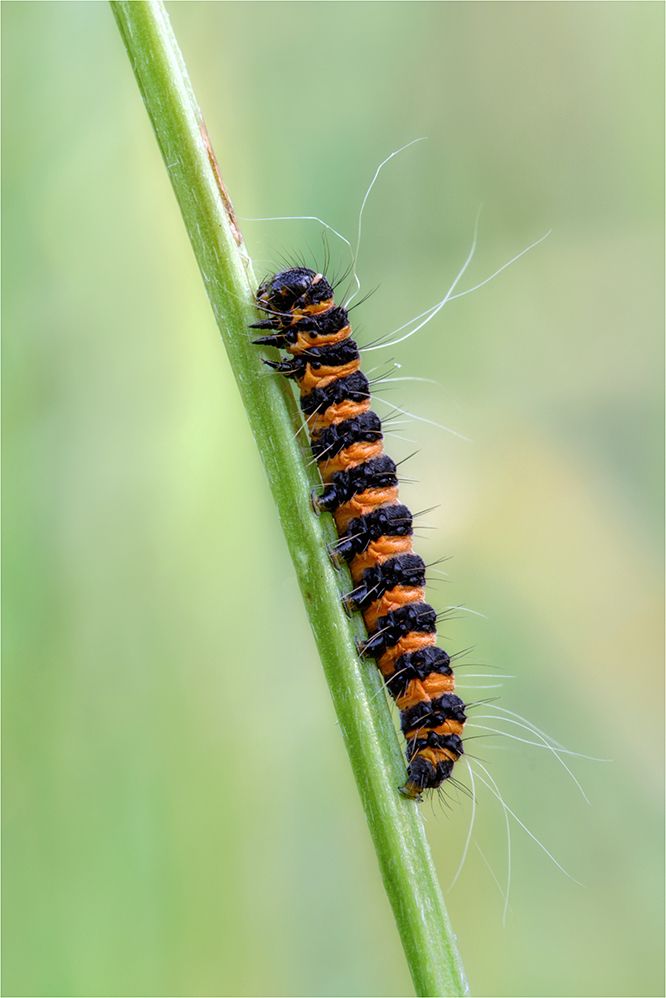 Raupe vom Jakobskrautbär (Tyria jacobaeae)