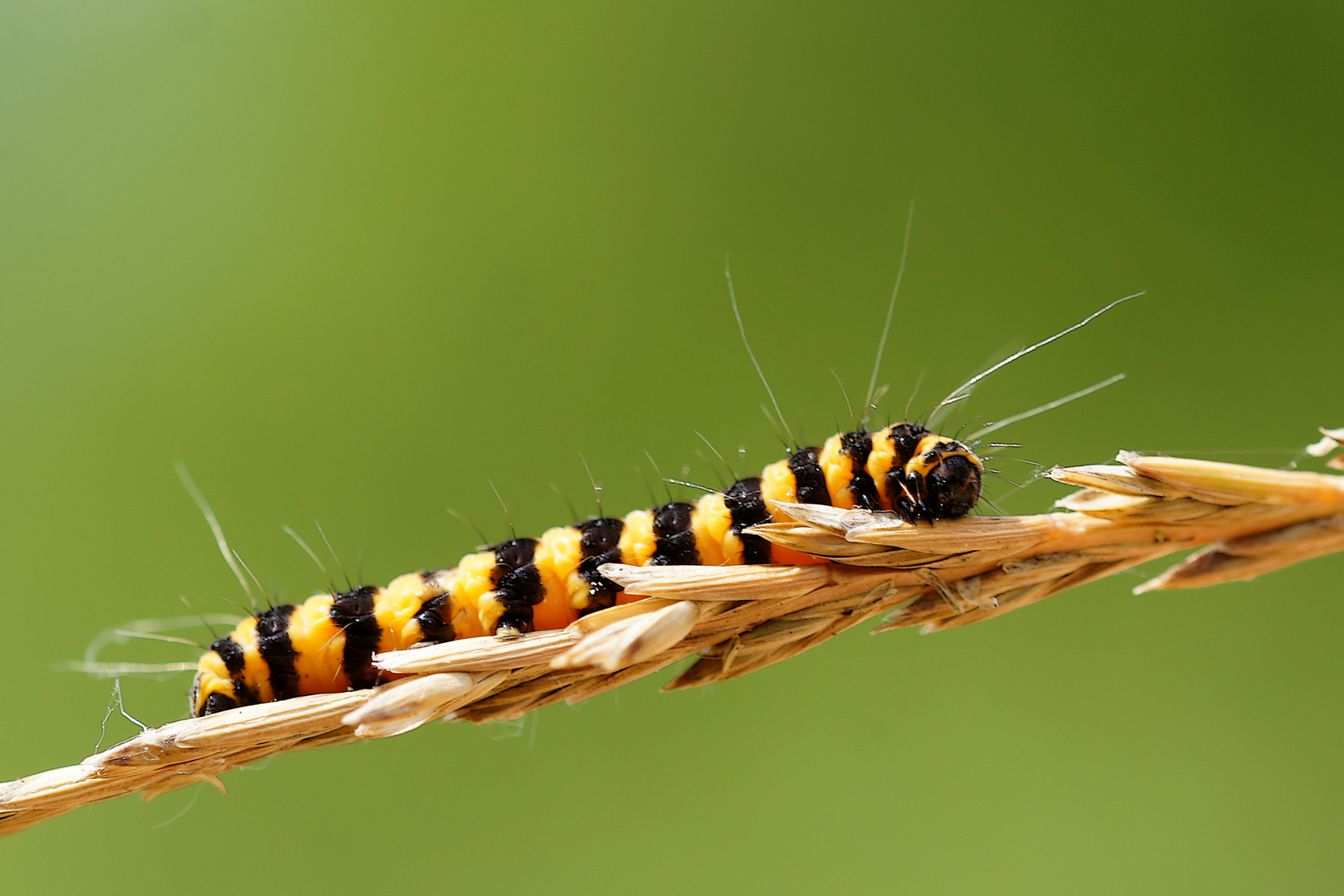 Raupe vom Karminbär  Tyria jacobaeae 