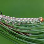 Raupe vom Kiefernschwärmer (Sphinx pinastri)