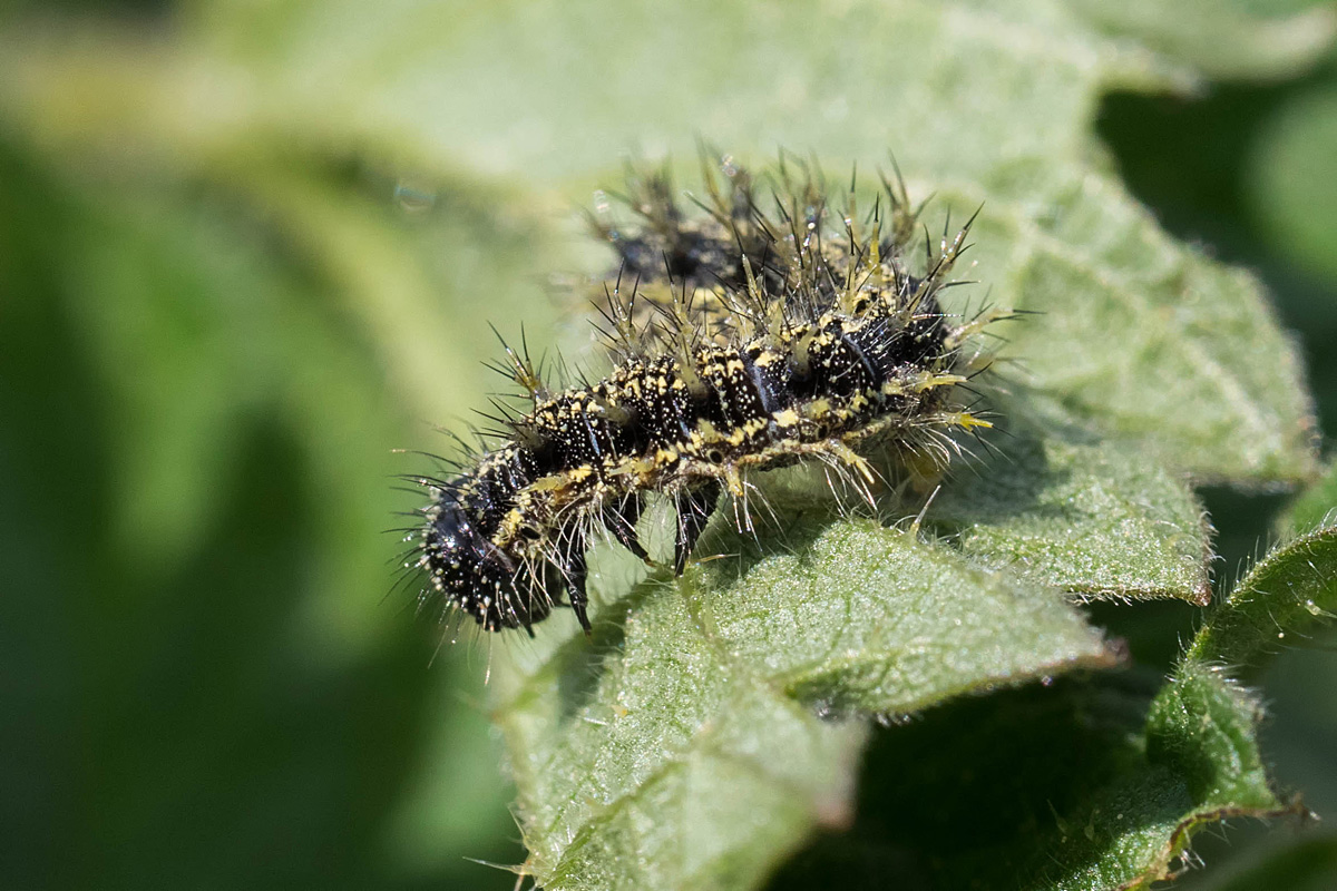 Raupe vom Kleinen Fuchs